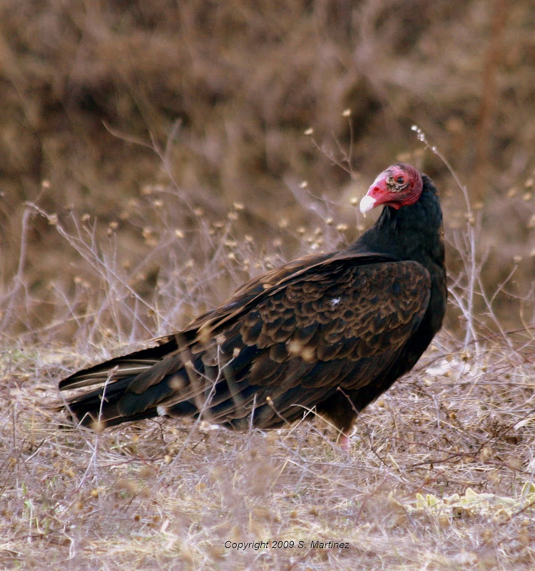 Birding In Michigan Turkey Vulture for Lynne